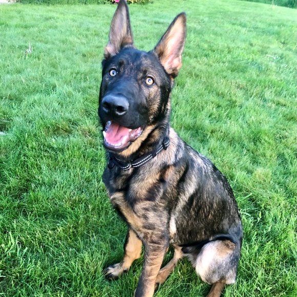 Meet your Posher, Jodie - Picture 1 of 1